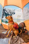 De do’s en don’ts van kamperen met je hond