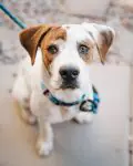 Reddingshonden adopteren – Handige tips om te weten voordat u adopteert