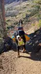 Hoe te wandelen met uw hond: trainingstips voor onderweg