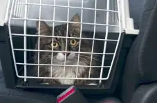 Katten veilig houden in de auto