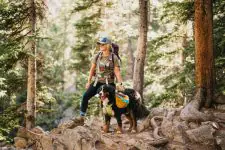 Hoe u de beste hondvriendelijke routes kunt vinden