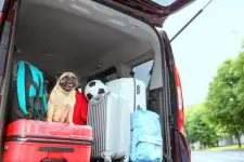 Reizen met een hond met een plat gezicht vereist speciale overwegingen