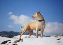 6 onmisbare items om deze winter met uw honden te wandelen